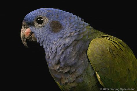 Biodiversity-Blue-Headed Parrot