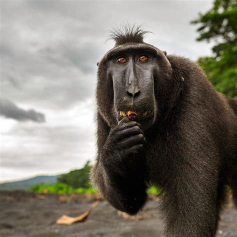 Berkunjung ke Taman Nasional Tangkoko Bitung, Habitat Monyet Hitam yang Hanya Ada Dua di Asia ...