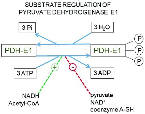 The pyruvate dehydrogenase complex. Upper panel: mechanism of action of... | Download Scientific ...