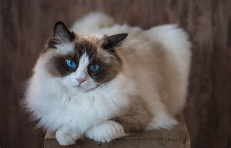 Find out everything you need to know about Bicolor Ragdoll Cats