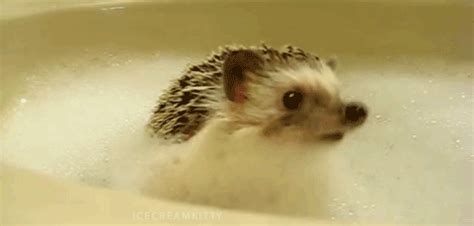 30 Cutest Baby Animal Gifs Ever - Best Photography, Art, Landscapes and ...