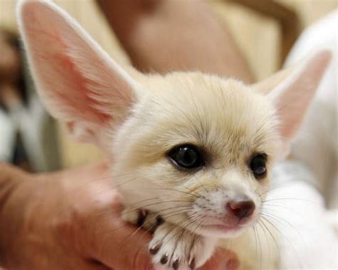 10 of the Cutest Endangered Species | Cute endangered animals, Endangered animals, Pet fox