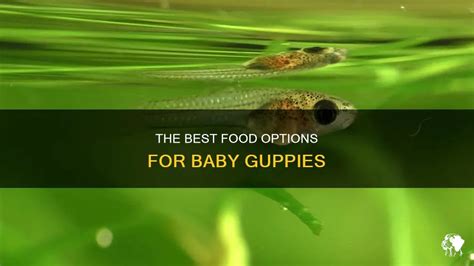 The Best Food Options For Baby Guppies | PetShun