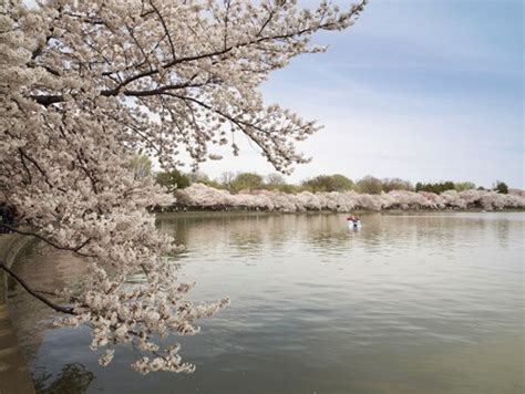 Two Memorials and the Cherry Blossoms (U.S. National Park Service)