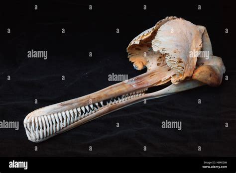 Ganges River Dolphin (Platanista gangetica) skull Stock Photo - Alamy