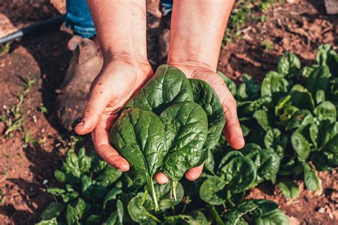 Harvesting the First Spinach of the Season