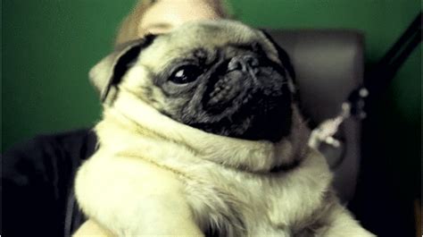 Pugs GIF - Find & Share on GIPHY