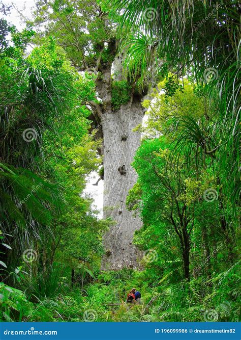 Tane Mahuta, Big Kauri Tree, Waipoua Forest, New Zealand Stock Photo | CartoonDealer.com #196099986