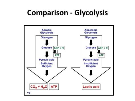 Anaerobic Vs Aerobic Glycolysis