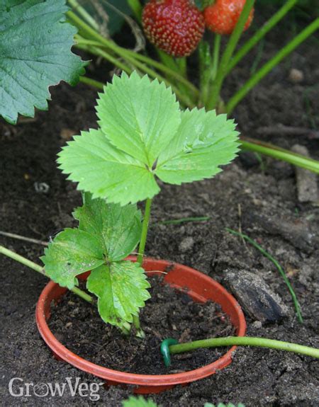 How to Grow New Strawberry Plants from Runners