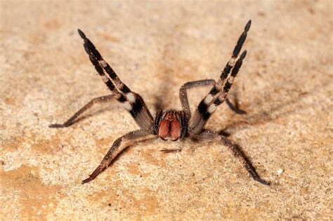 Brazilian Wandering Spider Bite - Animals Around The Globe