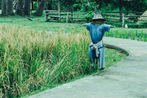 Scarecrow standing in a rice farm. 7184137 Stock Photo at Vecteezy