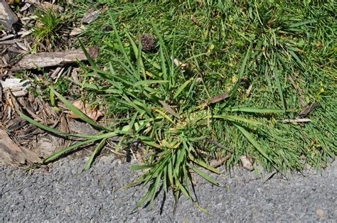 Grass Like Weeds Identification