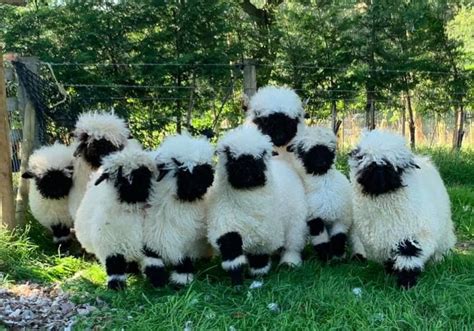 200 grams of Valais Blacknose Sheep WOOL. 2KG available For Sale in Stockport, Cheshire | Preloved