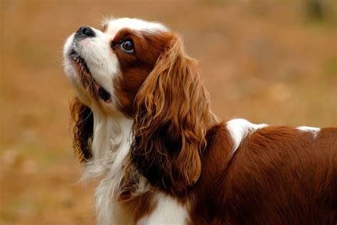 Cavalier King Charles Spaniel Price in India, Appearance and Temperament