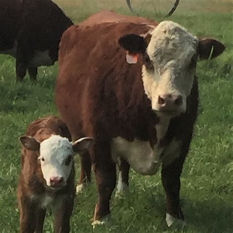 Miniature Hereford Cows – Narrow Gate Miniature Herefords