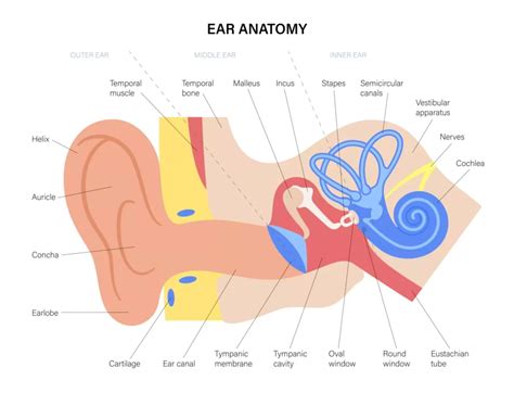 How The Ear Works | Dr Leslie Koh