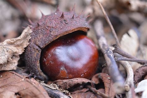 Chestnut Fall Leaves - Free photo on Pixabay - Pixabay