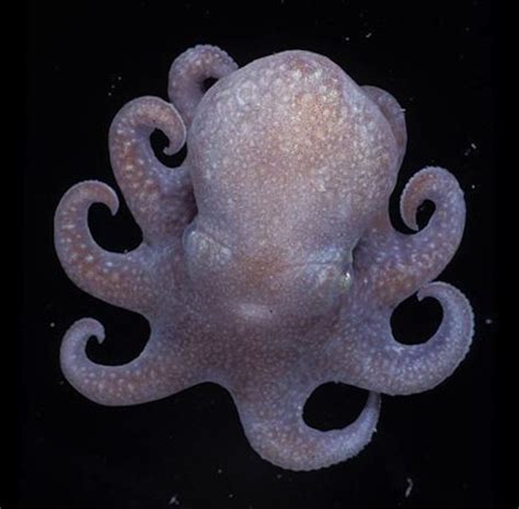 Antarctic Octopus's 'Blue Blood' Helps It Survive in Frigid Waters ...