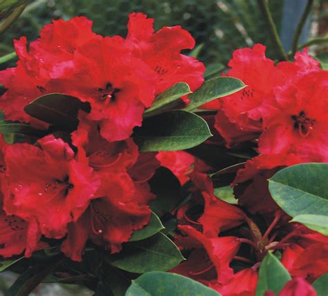 Rhododendron Red Jack - Smith's Orchard Garden Centre