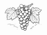 Grape Coloring Paradise  Coloring Page sketch template