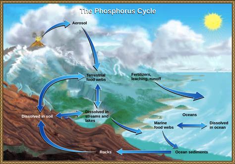 Which Choice Best Describes the Phosphorus Cycle