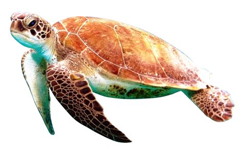 Turtle With a very very very very very very very very long name | Mysite | Turtle images, Turtle ...