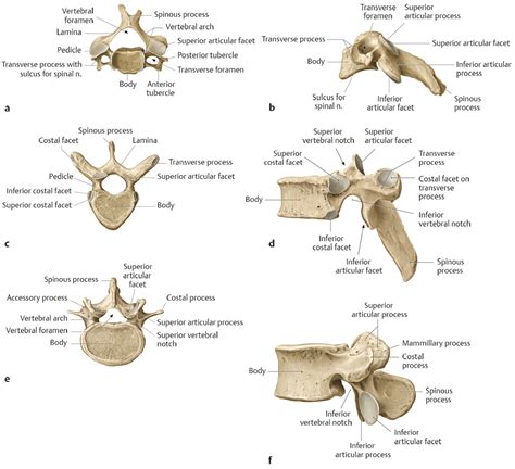 Typical Cervical Vertebra