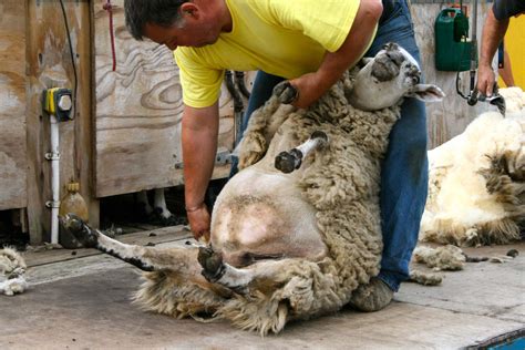 Sheep Shearing...