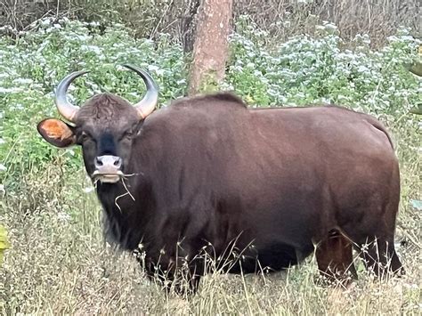 Indian Bison Photograph by Bob Seshadri - Pixels