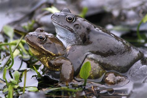 Common Frogs Breeding 3 | The Frogs were out in force at Cal… | Flickr