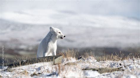 Arctic fox cub (Vulpes lagopus) in autumn snow in Dovre mountains ...