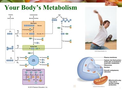 PPT - Your Body’s Metabolism PowerPoint Presentation, free download ...