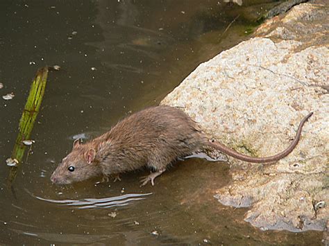 Australian water rat | Naturally South Australia