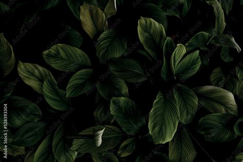 Papier peint Closeup green leaves of tropical plant in garden. Dense ...
