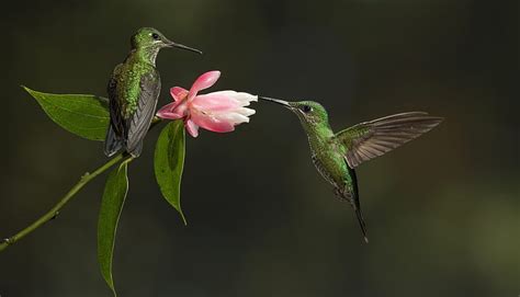 1080P Descarga gratis | Colibrí, verde, pájaro, flor, pasari, colibri, rosa, Fondo de pantalla ...