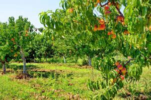 Peach yield per hectare, Harvesting methods, and Storage - Wikifarmer