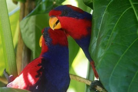 Red and blue lory - Alchetron, The Free Social Encyclopedia