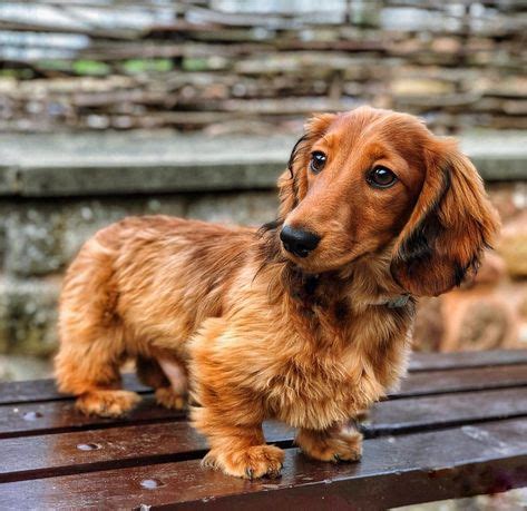 Cute Dachshund|Cute Dachshund Dogs|Cute Dachshunds|Cute Dogs|Cuteness Overload|Cute Sausage dog ...