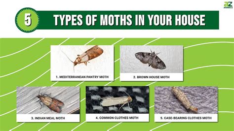 5 Types of Moths in Your House: Identification and Removal Tips - A-Z Animals