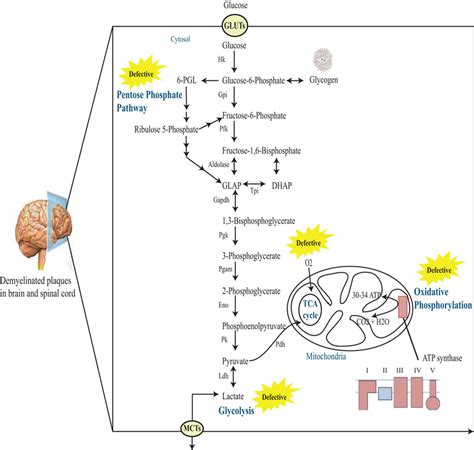 Glucose Metabolism Pathway