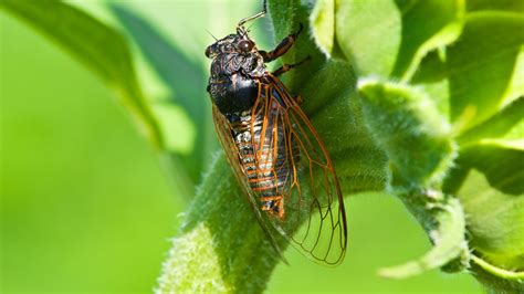 Cicadas make their way back to Texas | newswest9.com