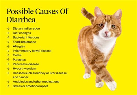 Why Does My Cat Have Diarrhea (Causes & Treatment) | Dutch