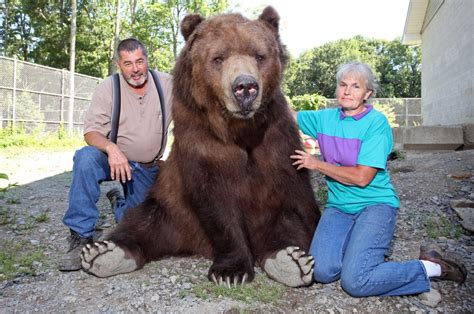 This couple loves to snuggle with their 1,400-pound brown bear