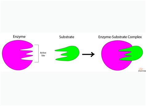 Enzymes - Function and Types | ChemTalk