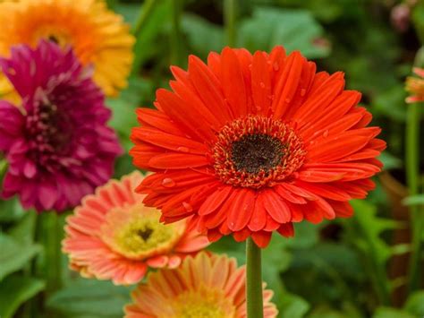 Gerbera Daisy Planting Guide: Growing Gerbera Daisy Flowers