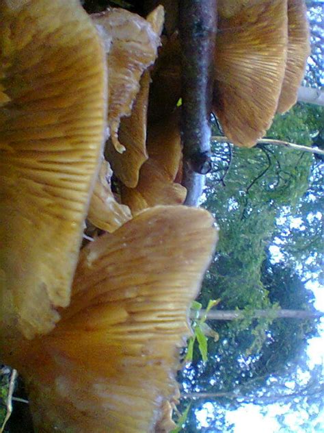 ID request - mushrooms on a stump - Mushroom Hunting and Identification ...