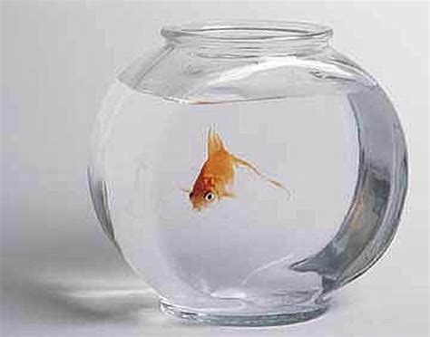 How to Take Care of a Goldfish: Keeping it Alive and Happy | Cuteness