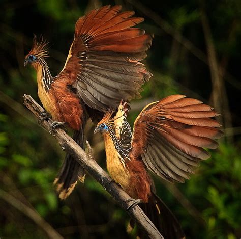 Hidden Unseen: Top 10 Most Beautiful National Birds