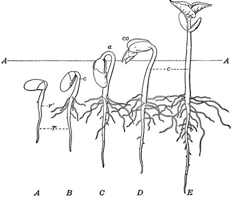 Bean Seed Stages | Plant growth, Clipart gallery, Clip art